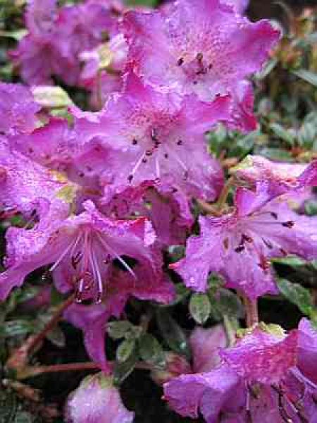 Rhododendron radicans (15cm-20cm)