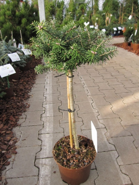 Abies koreana Cis - Zwergkoreatanne - Kugelkoreatanne - Bonsai Konifere - Hochstamm - Besonderheit - Rarität