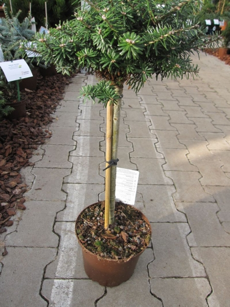 Abies koreana Cis - Zwergkoreatanne - Kugelkoreatanne - Bonsai Konifere - Hochstamm - Besonderheit - Rarität