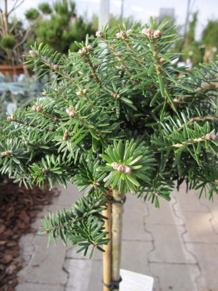 Abies koreana Cis - Zwergkoreatanne - Kugelkoreatanne - Bonsai Konifere - Hochstamm - Besonderheit - Rarität