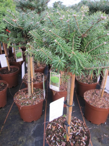 Abies koreana Cis - Zwergkoreatanne - Kugelkoreatanne - Bonsai Konifere - Hochstamm - Besonderheit - Rarität