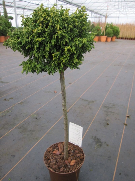 Chamaecyparis pisifera Plumosa Compressa gelbgrüne Sawara-Scheinzypresse