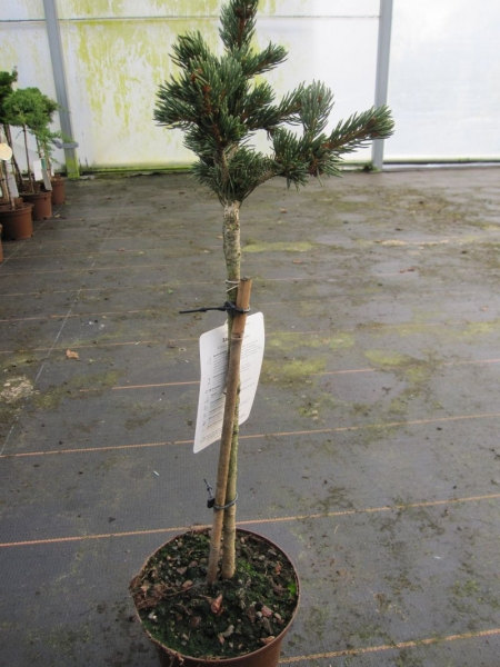 Picea pungens Lucky Strike Zapfenfichte frühzapfend und großzapfend