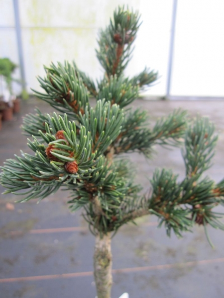 Picea pungens Lucky Strike Zapfenfichte frühzapfend und großzapfend