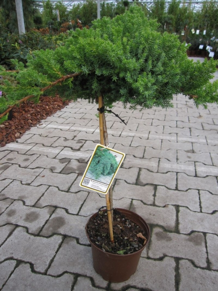 Juniperus procumbens Nana - Japanischer Kriechwacholder - Zwergwacholder - Stamm - Besonderheit - Bonsai Konifere