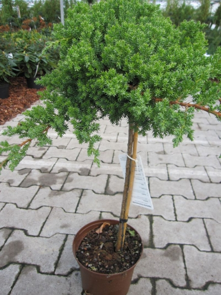 Juniperus procumbens Nana - Japanischer Kriechwacholder - Zwergwacholder - Stamm - Besonderheit - Bonsai Konifere