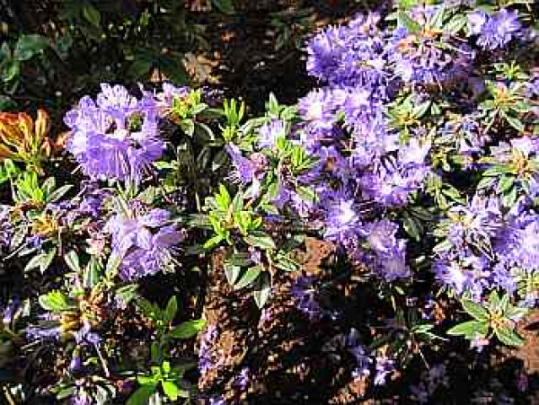 Rhododendron russatum "Gletschernacht" (25cm-30cm)