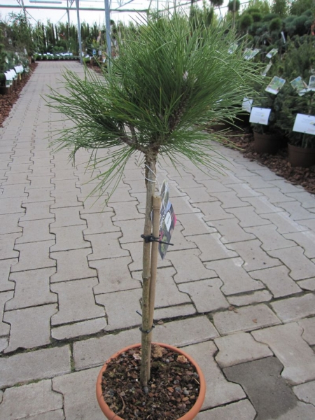 Hochstamm - Pinus nigra Marie Bregeon ® - Zwerg-Schwarzkiefer Marie Bregeon ® - 40cm