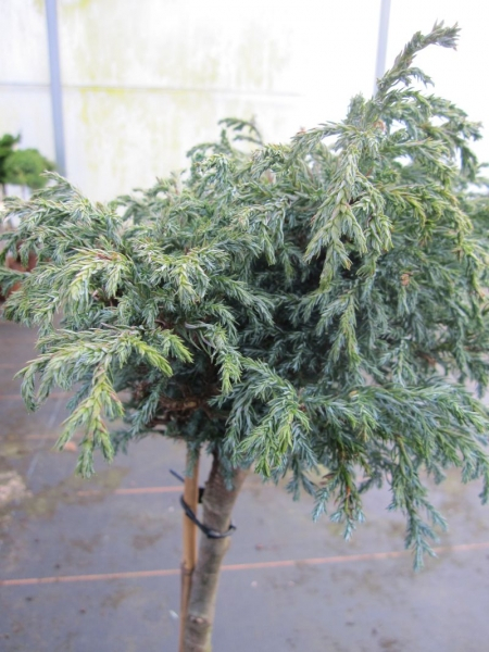 Chamaecyparis pisifera Baby Blue - Zwerg-Silberzypresse Baby Blue - Hochstamm - Bonsai Konifere