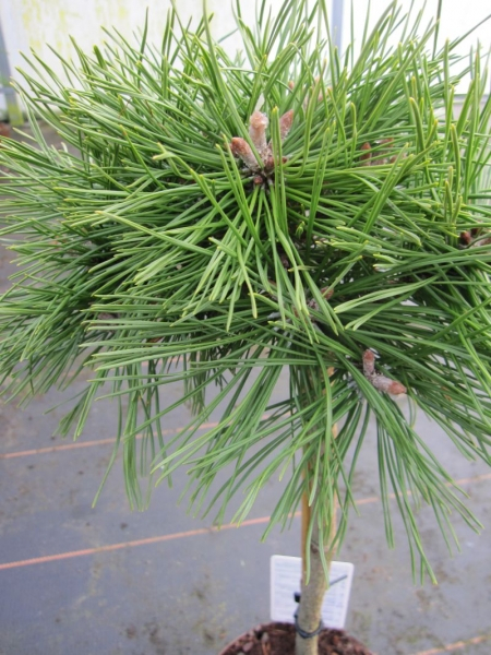 Pinus mugo Benjamin - Zwerg Bergkiefer Benjamin - Hochstamm veredelt - Bonsai Konifere