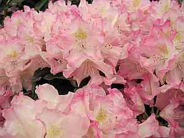 Rhododendron smirnowii "Gradito" (25cm-30cm)