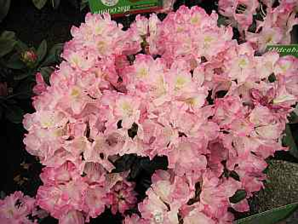 Rhododendron smirnowii "Gradito" (25cm-30cm)