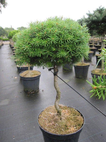 Miniaturgehlz Flache Zwerg-Koreatanne als Bonsai-Gehlz im Online-Shop der  Baumschule Pflanzenvielfalt - Pflanzen online kaufen