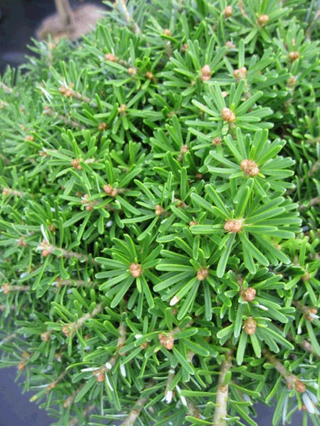 Abies koreana Doni Tajuso Flache Zwerg-Koreatanne