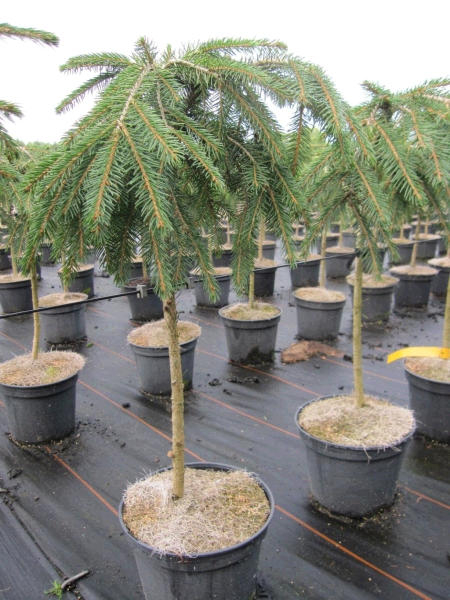 Picea abies Formanek Kriechende Rotfichte auf Stämmchen veredelt
