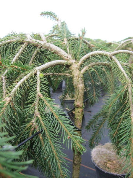 Picea abies Formanek Kriechende Rotfichte auf Stämmchen veredelt