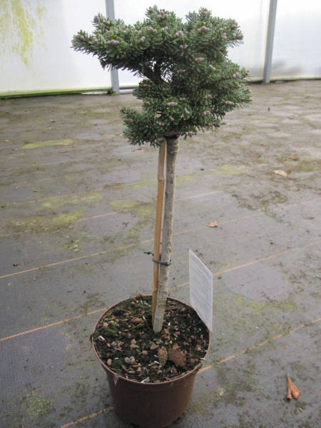 Abies koreana Silberperle - Zwerg Koreatanne Silberperle - Veredelung auf Hochstamm - Bonsai Konifere