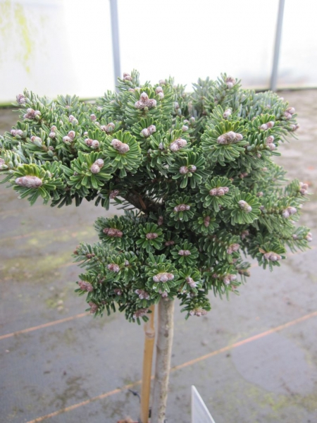Abies koreana Silberperle - Zwerg Koreatanne Silberperle - Veredelung auf Hochstamm - Bonsai Konifere