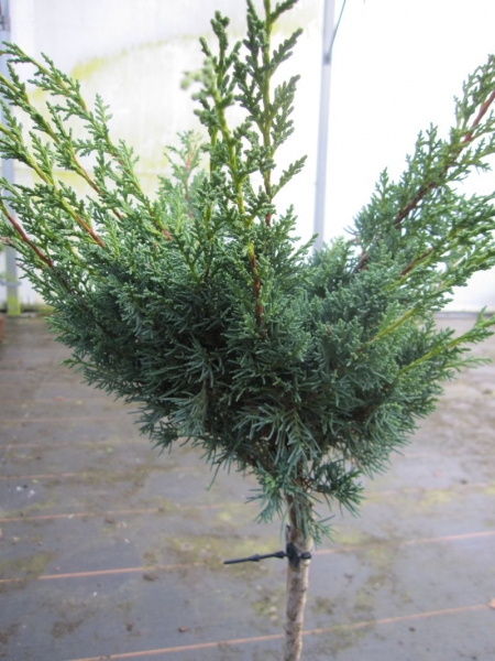 Juniperus chinensis Blaauw - Chinesischer Strauchwacholder - Blaunadeliger Zwergwacholder - Hochstamm veredelt