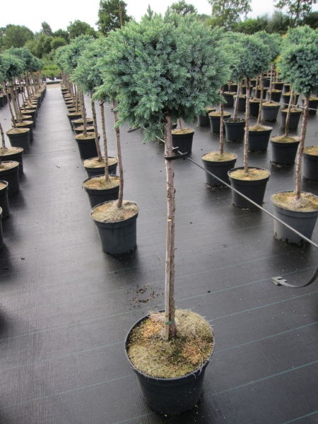 Juniperus squamata Blue Star - Blauer Zwergwacholder Blue Star - auf Hochstamm veredelt - Bonsai Konifere