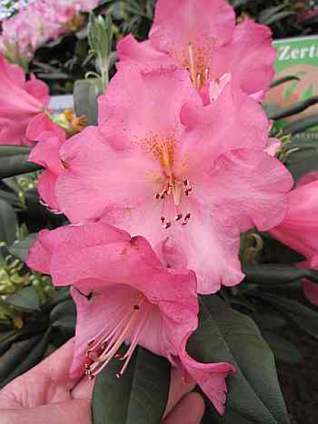 Rhododendron smirnowii "Lachsrosa Riesen" (25cm-30cm)