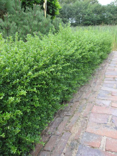 Ilex crenata Glory Gem - Berg-Ilex Glory Gem