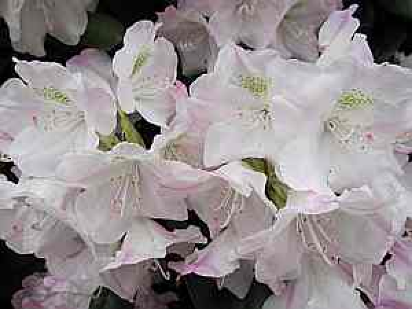 Rhododendron yakushimanum Mist Maiden - Ball Alpenrose - 25-30cm