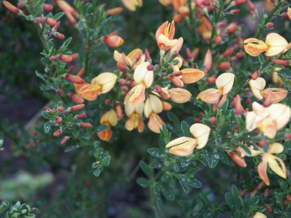 Cytisus praecox "Apricot Gem" (40-60 cm) gelborangener Ginster