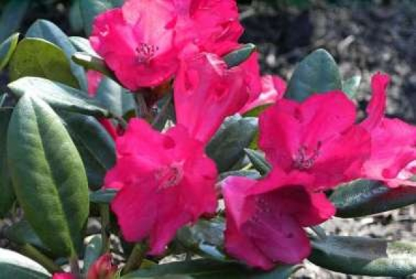 Rhododendron yakushimanum Bambola - Ball Rhododendron - 25-30cm