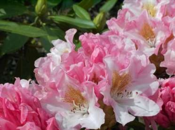 Rhododendron yakushimanum Bashful - Ball Rhododendron -  25-30cm