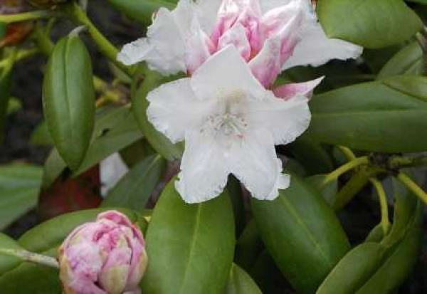 Rhododendron yakushimanum Blankenese - Ball Alpenrose 30-40cm
