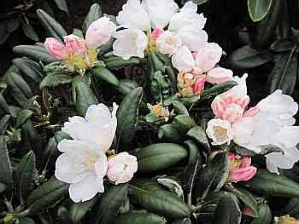 Rhododendron yakushimanum Blue Leaves - Ball Alpenrose - 30-40cm