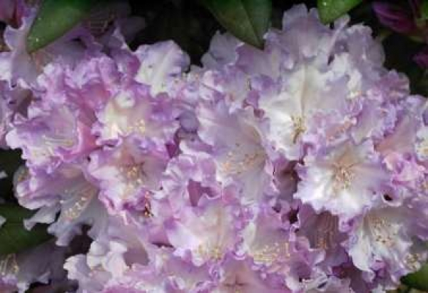 Rhododendron yakushimanum "Caroline Albrook" (25cm-30cm)