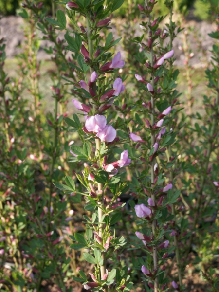Cytisus purpureus (30-40 cm) Rosenginster