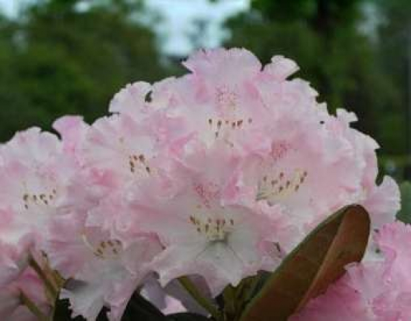 Rhododendron yakushimanum-hybride Catinka - Ball-Rhododendron Catinka - Ball-Alpenrose -  25cm-30cm
