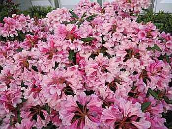 Rhododendron yakushimanum "Dear Barbara" (25cm-30cm)