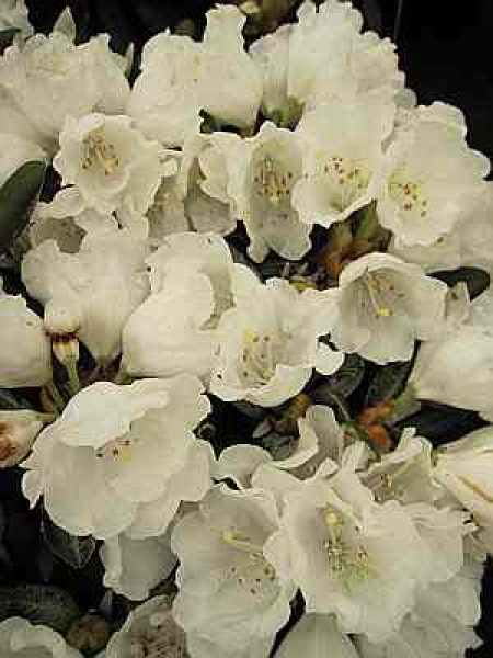 Ball-Rhododendron yakushimanum Dr. Serbin