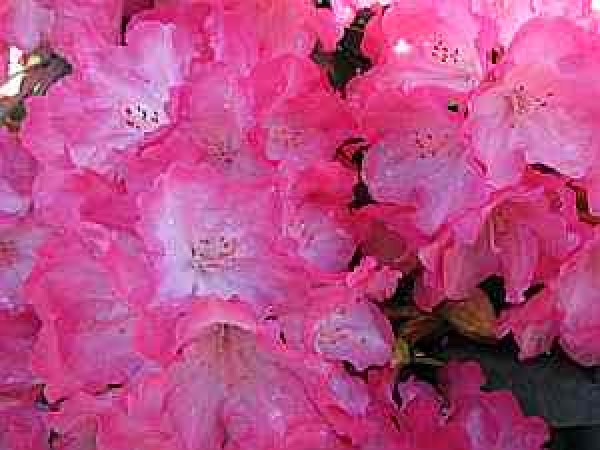 Rhododendron yakushimanum "Fantastica" (25cm-30cm)