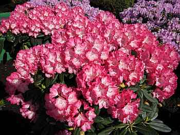 Rhododendron yakushimanum "Fantastica" (25cm-30cm)