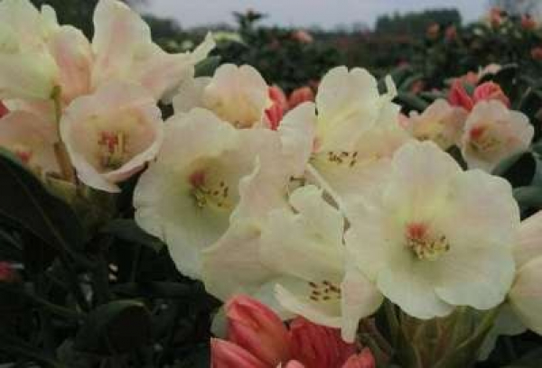 Rhododendron yakushimanum "Flava-Rosea" (25cm-30cm)