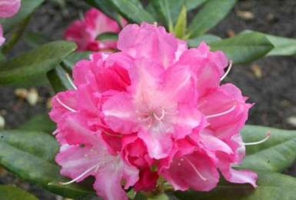 Rhododendron yakushimanum "Glanzblatt" (25cm-30cm)