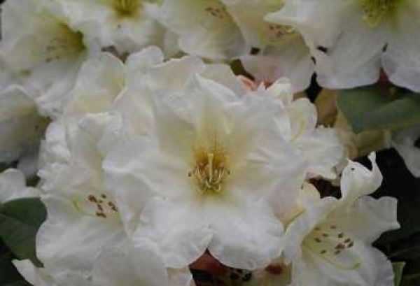 Rhododendron yakushimanum "Golden Melodie" (25cm-30cm)