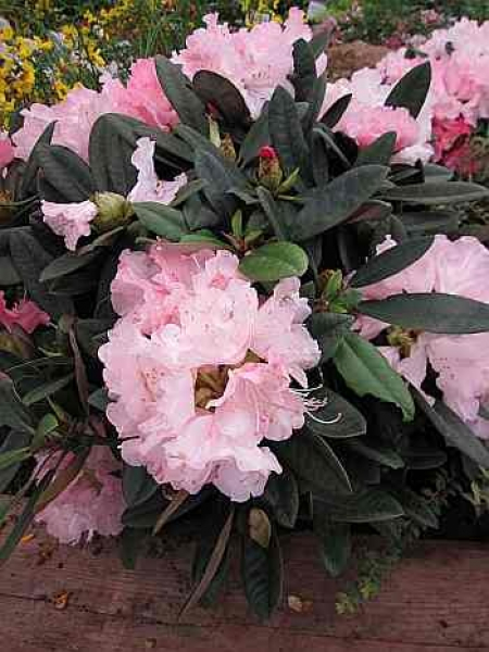 Rhododendron yakushimanum "Graf Anton Günter" (25cm-30cm)