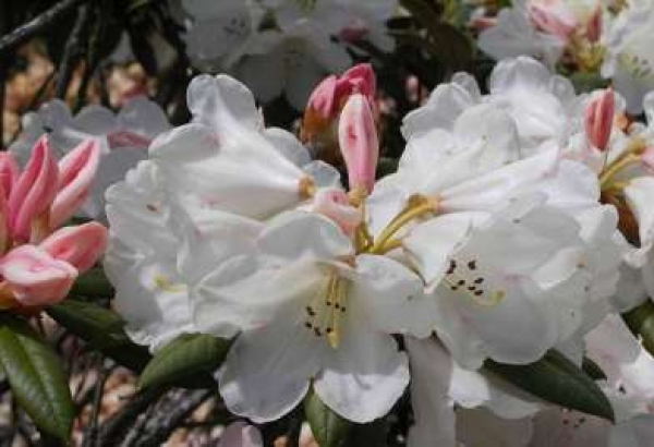 Rhododendron yakushimanum "Grumpy" (25cm-30cm)