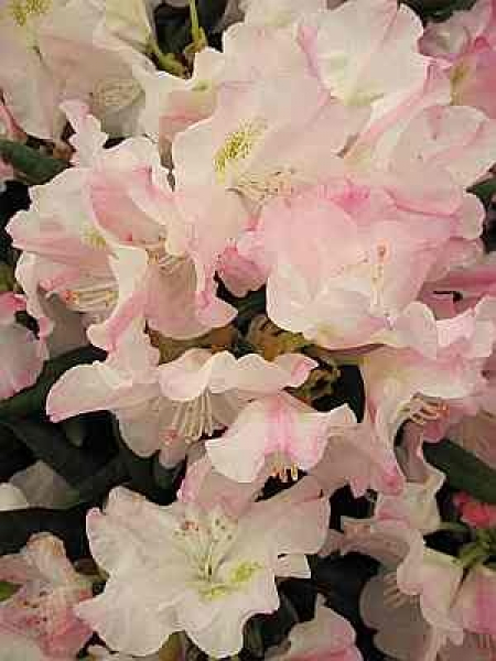 Rhododendron yakushimanum "Koichiro Wada Dekora" 30-40