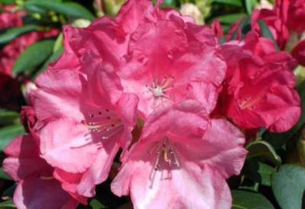 Rhododendron yakushimanum "Lampion" (25cm-30cm)