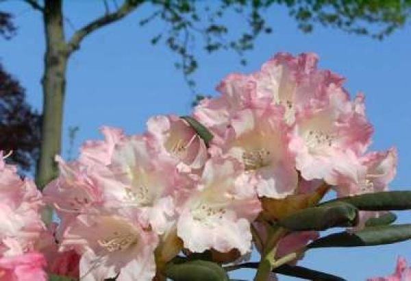 Rhododendron yakushimanum "Loreley" (25cm-30cm)