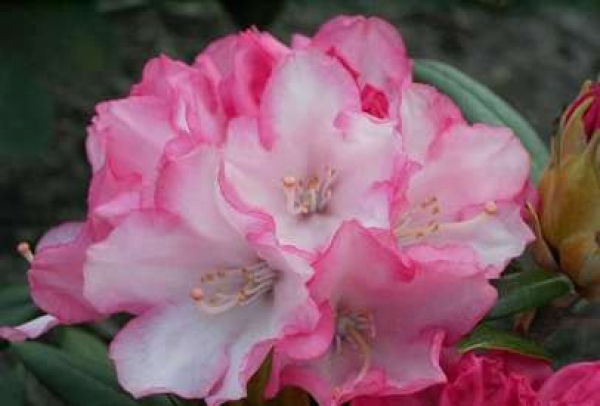 Rhododendron yakushimanum "Love Song" 40-50