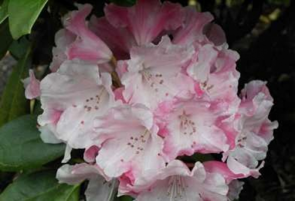 Rhododendron yakushimanum "Mardi Gras" (25cm-30cm)