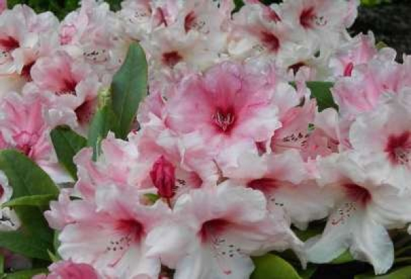 Rhododendron yakushimanum "Marrakesch" (25cm-30cm)